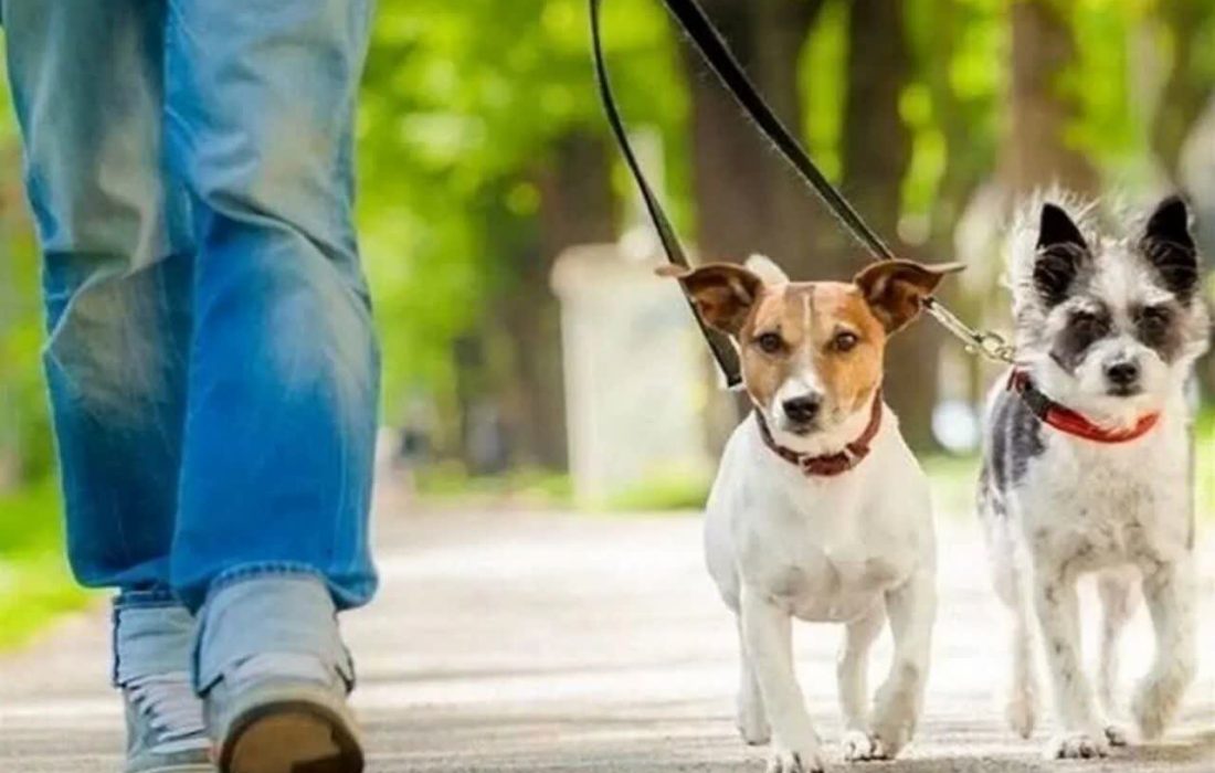 سگگردانی تهدید جدی برای سلامتی است