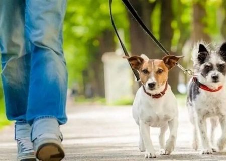 سگ‌گردانی تهدید جدی برای سلامتی است