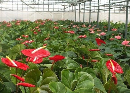 افزایش واردات گیاهی از مرز سرو ارومیه
