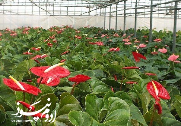 افزایش واردات گیاهی از مرز سرو ارومیه