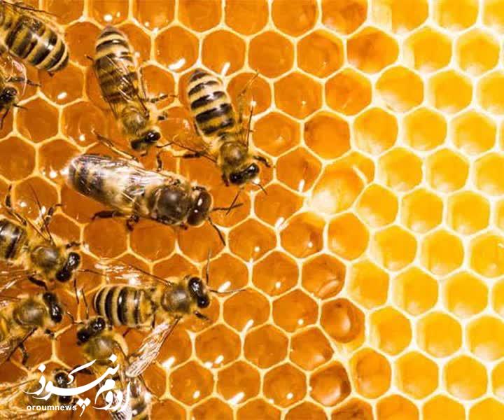 تولید ۱۸ درصد عسل کشور در آذربایجانغربی