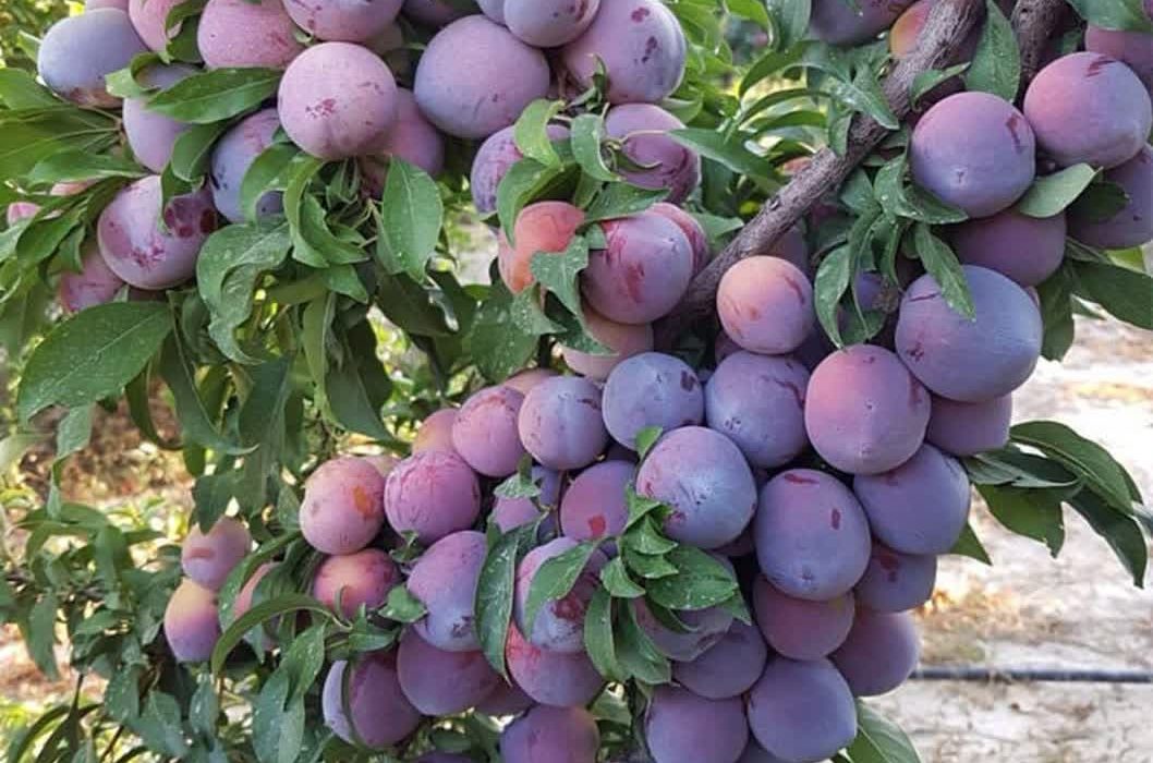 پیش‌بینی تولید ۴۴ هزار تن آلو در آذربایجان‌غربی