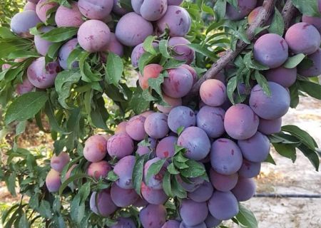 پیش‌بینی تولید ۴۴ هزار تن آلو در آذربایجان‌غربی