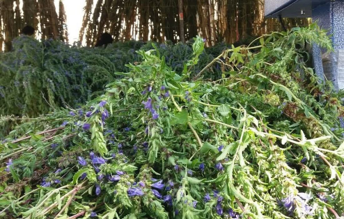 بادرشبو نماد پیوند کشاورزی سنتی و علمی