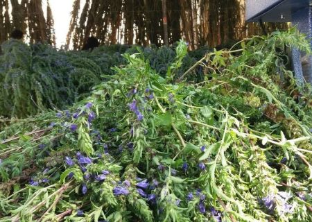 بادرشبو نماد پیوند کشاورزی سنتی و علمی