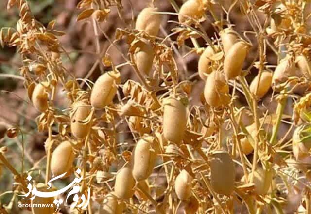 افزایش ۶۳ درصدی سطح زیرکشت نخود در آذربایجانغربی