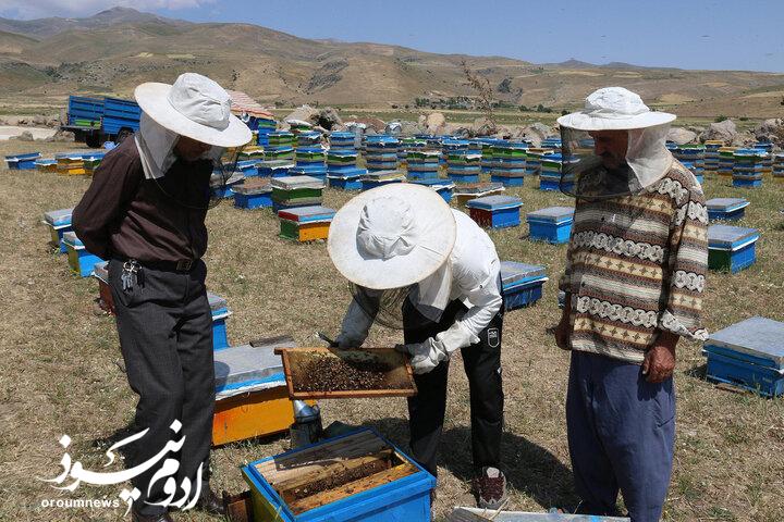 زنبورهایی که برای آذربایجانغربی ثروت میسازند