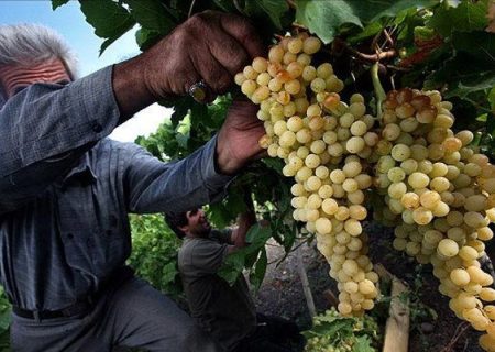 شروع جشنواره انگور با رویکردی نوین در ارومیه