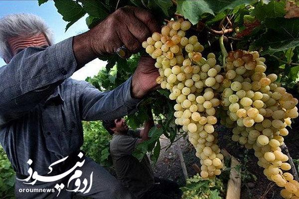 شروع جشنواره انگور با رویکردی نوین در ارومیه