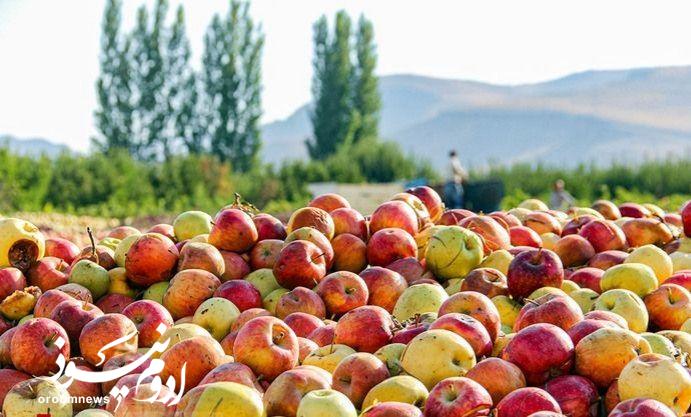 فرآوری ۳۵۰ هزار تن سیب صنعتی در آذربایجانغربی