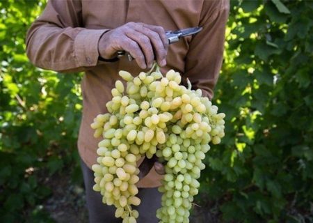 جشنواره انگور زمینه‌ساز جذب سرمایه‌گذاری‌های گردشگری ارومیه است