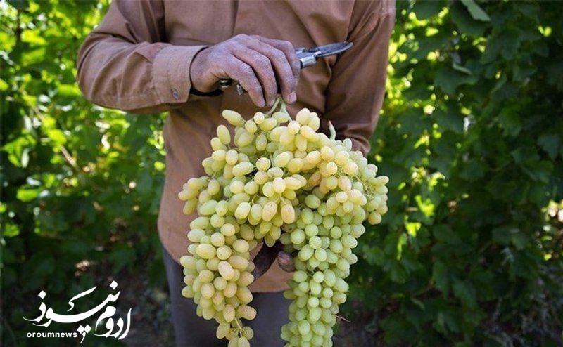 جشنواره انگور زمینهساز جذب سرمایهگذاریهای گردشگری ارومیه است