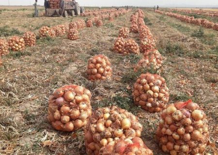 آغاز برداشت ۶۸ هزار تن پیاز در میاندوآب