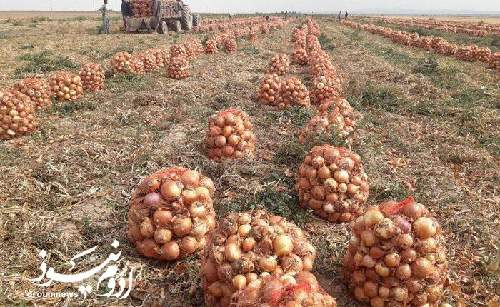 آغاز برداشت ۶۸ هزار تن پیاز در میاندوآب