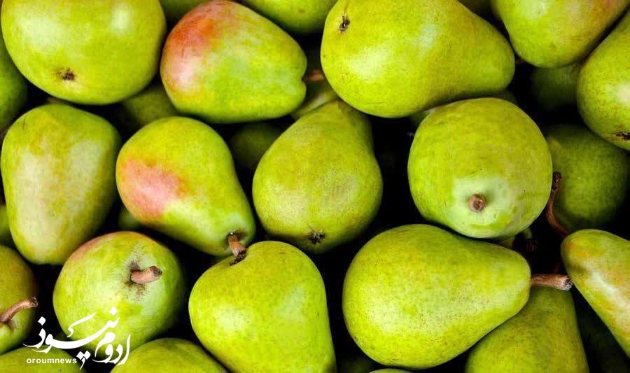 پیش‌بینی برداشت بیش از ۵۷۰۰ تن گلابی در آذربایجان‌غربی