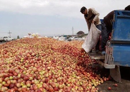 برخورد قانونی با جمع‌آوری غیربهداشتی سیب‌های صنعتی