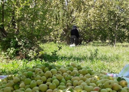 سیب زیر درختی؛ فرصتی برای اقتصاد باغداران