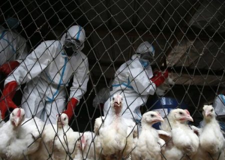 پایش مستمر آنفلوآنزای فوق‌حاد پرندگان در زیستگاه‌های چالدران