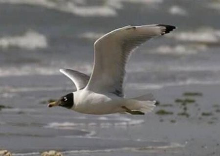 ثبت نخستین کُلُنی کاکایی سرسیاه در سد مهاباد