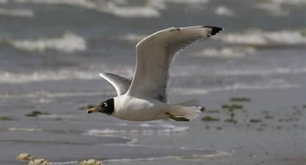 ثبت نخستین کُلُنی کاکایی سرسیاه در سد مهاباد