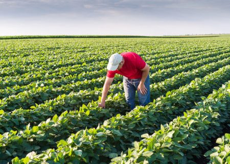 کشت‌های کم‌آب‌بر جایگزین محصولات پرمصرف می‌شوند