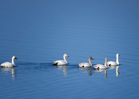 آغاز سرشماری سالانه پرندگان آبزی دریاچه ارومیه