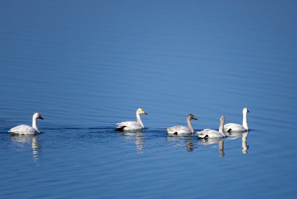 آغاز سرشماری سالانه پرندگان آبزی دریاچه ارومیه