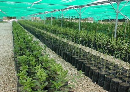 آذربایجان‌غربی پیشتاز تولید نهال و بذر کشور