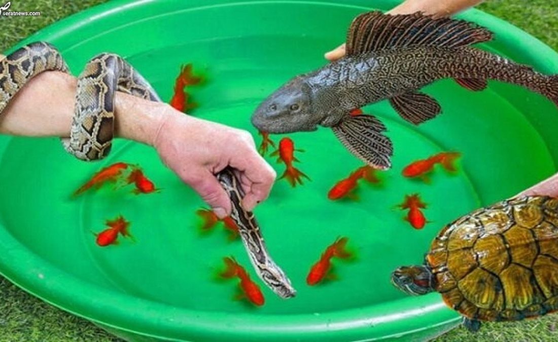 نگهداری گونههای آبزی غیرمجاز خطرناک است