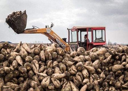 پرداخت ۸۵ درصد مطالبات چغندرکاران آذربایجان‌غربی