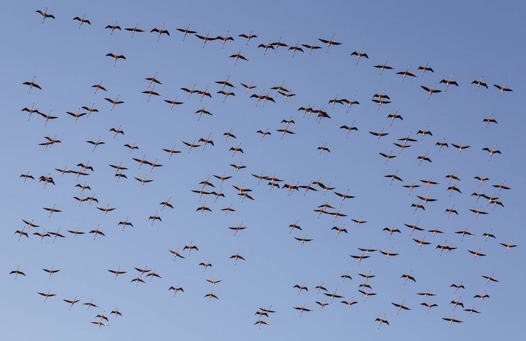 آغاز سرشماری زمستانه پرندگان آبزی و کنارآبزی آذربایجانغربی