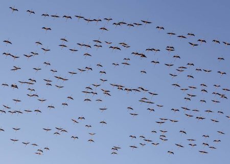 آغاز سرشماری زمستانه پرندگان آبزی و کنارآبزی آذربایجان‌غربی