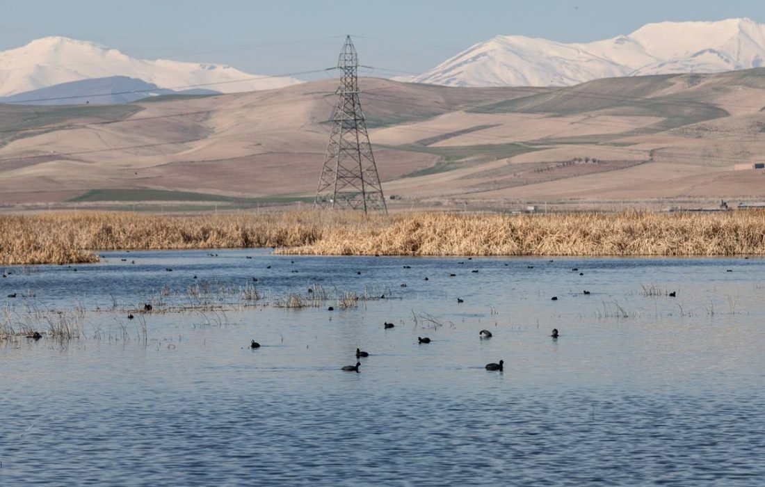 بازگشت ۲۵۰۰ قطعه پرنده به تالاب نقده