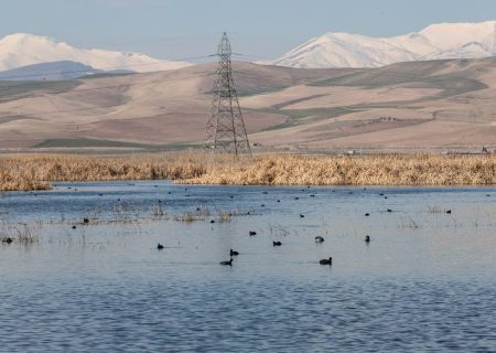 بازگشت ۲۵۰۰ قطعه پرنده به تالاب نقده
