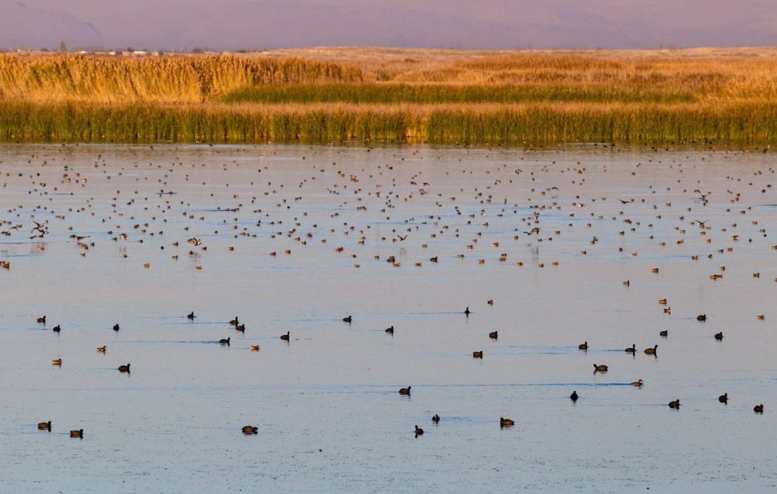 کانی‌برازان میزبان گونه‌های نادر پرندگان شد
