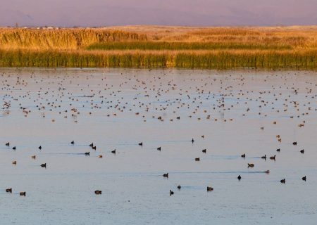 کانی‌برازان میزبان گونه‌های نادر پرندگان شد