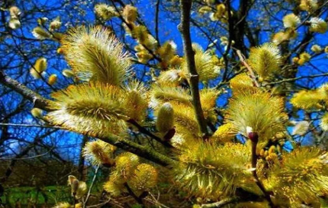 آغاز برداشت بیدمشک در آذربایجانغربی