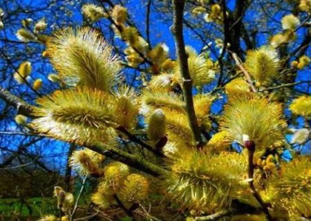 آغاز برداشت بیدمشک در آذربایجان‌غربی