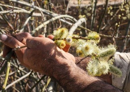 مرهمی از جنس طبیعت برای قلب‌های خسته
