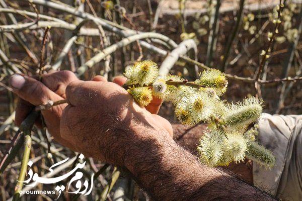 مرهمی از جنس طبیعت برای قلبهای خسته