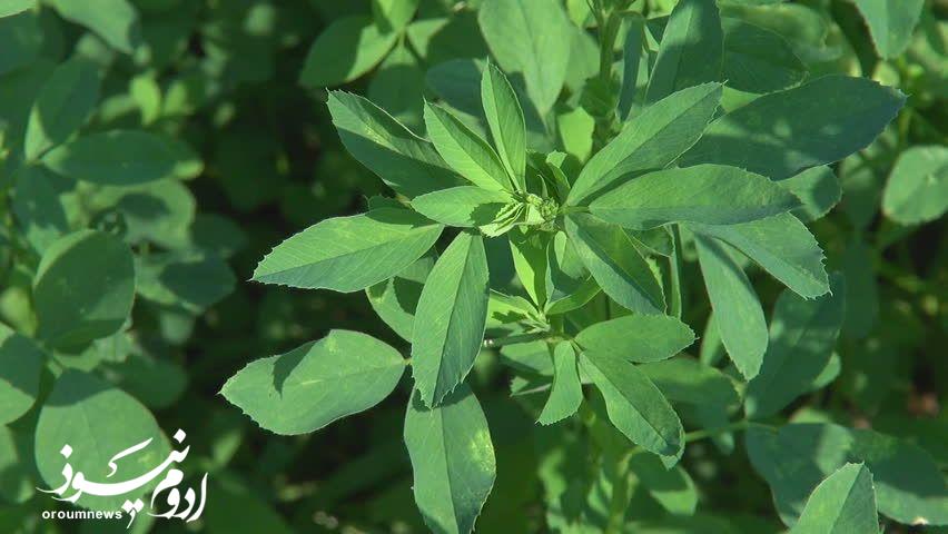مبارزه اصولی با آفت‌ها، کلید برداشت یونجه است