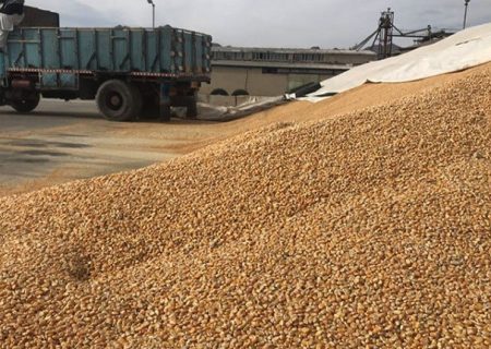 تامین پایدار نهاده‌های دامی در آذربایجان‌غربی ادامه دارد