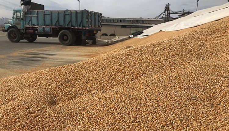 تامین پایدار نهاده‌های دامی در آذربایجان‌غربی ادامه دارد