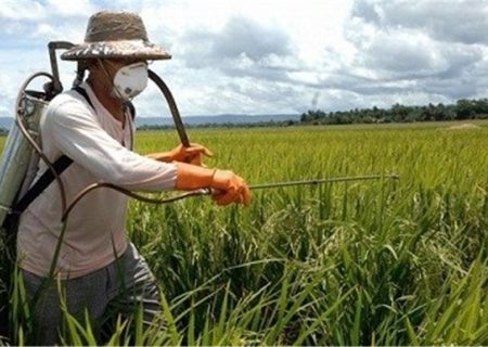 مبارزه با آفت ملخ در اراضی کشاورزی آذربایجان‌غربی