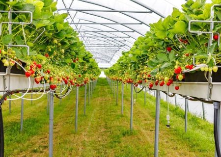 ارومیه قطب تولید توت‌فرنگی گلخانه‌ای
