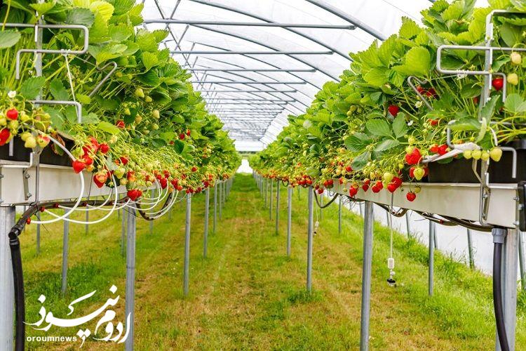 ارومیه قطب تولید توت‌فرنگی گلخانه‌ای