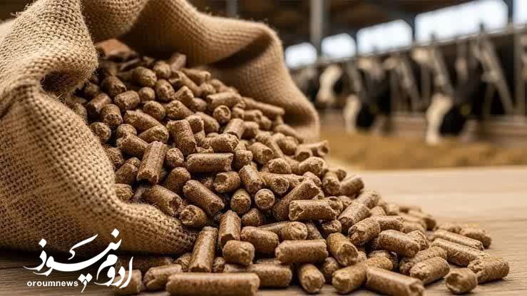آذربایجانغربی پیشرو در تولید خوراک دام کشور