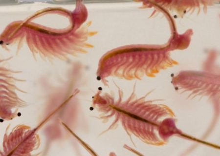 آرتمیا طلای سرخ در دل دریاچه ارومیه