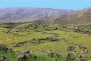 گیاهان خوراکی خودرو؛ داروخانه‌ای در دل کوهستان