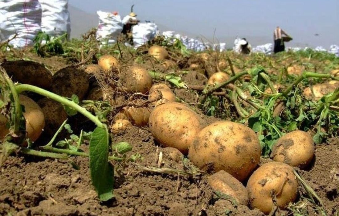 ۶۰ هزار تن سیبزمینی امسال برداشت میشود